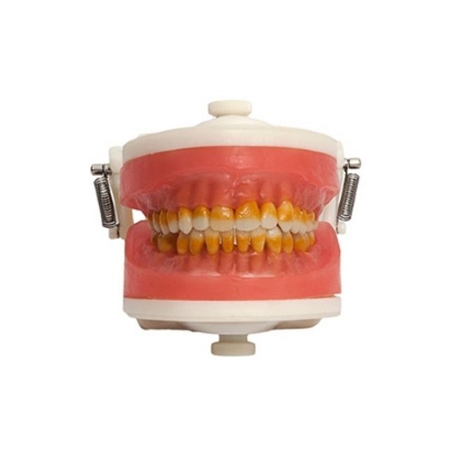 Manequim-de-Cirurgia-com-Dentes-de-Periodontia-PD110---Pronew