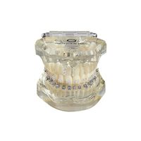 manequim-ortodontico-misto-orthometric-979695-1-dental-cremer