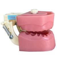 manequim-modelo-endondontia-p-dentes-naturais-orais-orais-104713